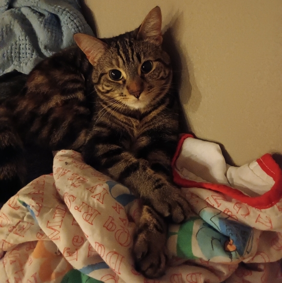 Meet your Posher, Oscie - Picture 3 of 4